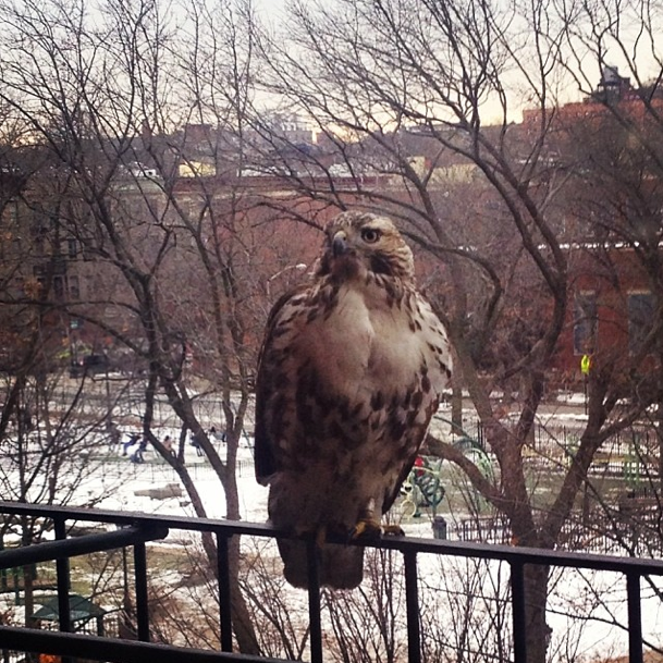 Photo by stormgirlpurple