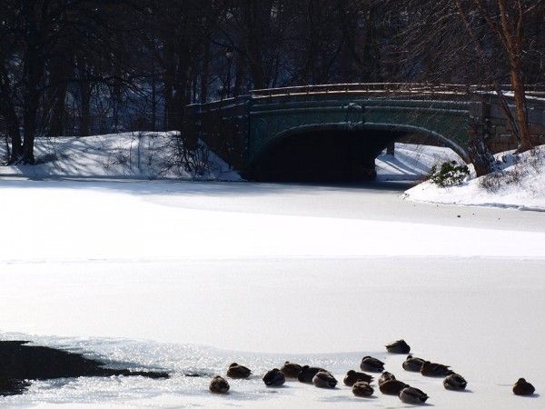 Frozen Prospet Park Lake by Jodi Ellery