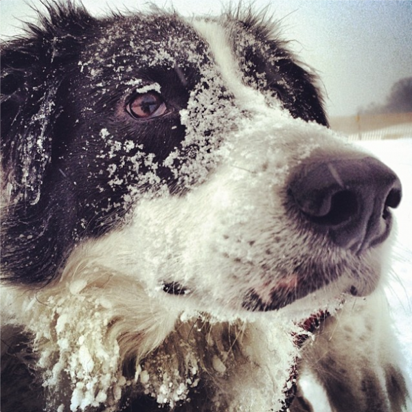 Snow Dog by jenniferhelm on Instagram