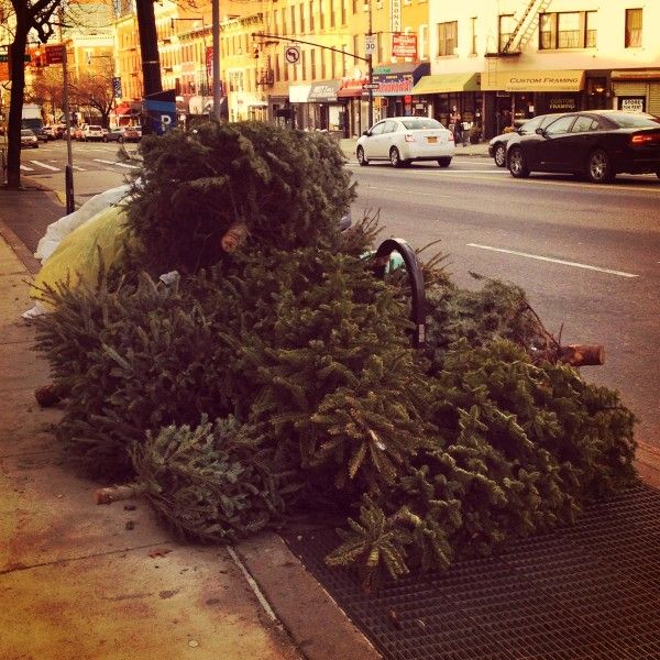 Christmas Tree Pile