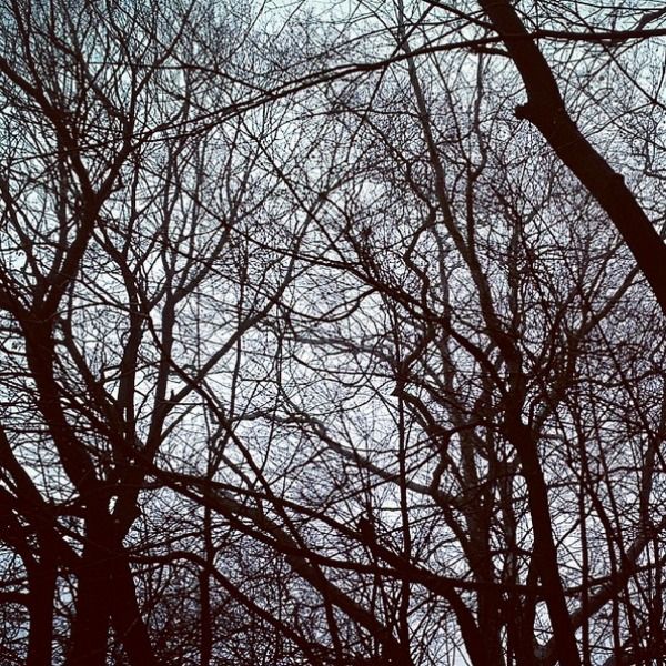 tree branches grey sky green-wod