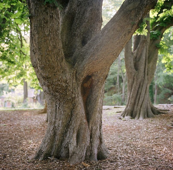 prospect park tree