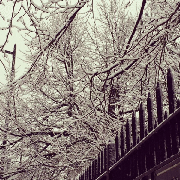 snowy fence and tree branches by garciagyrl