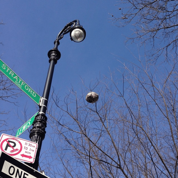 hornet nest and sky by thedogwoodnyc