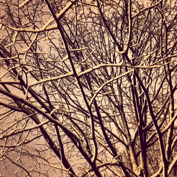 snow branches by jaebones