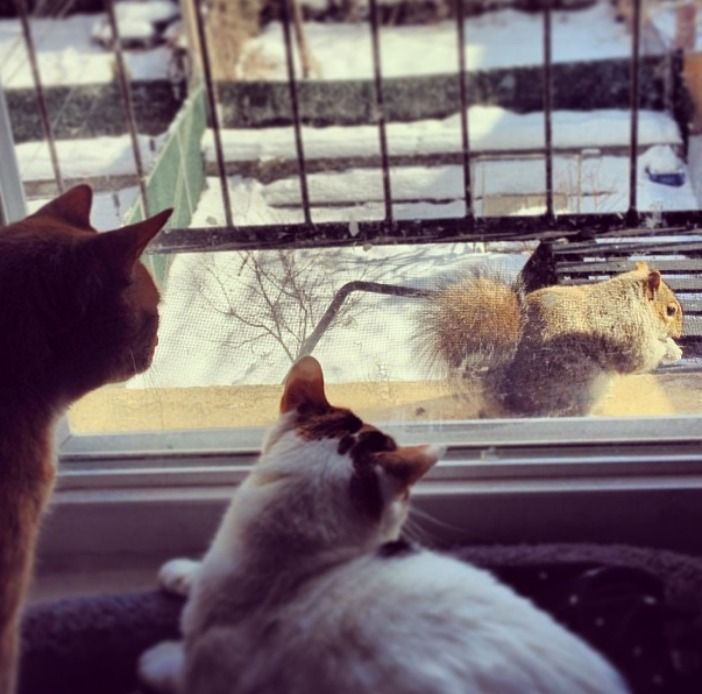 cats watching Squirrel