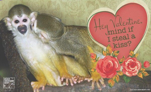 Say I Love You With A Wildlife Conservation Society Valentine