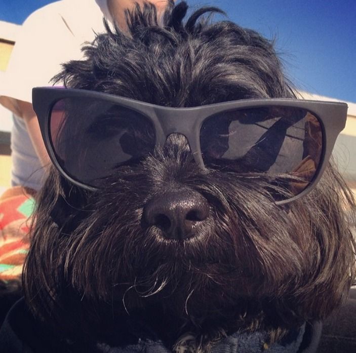 dog in sunglasses