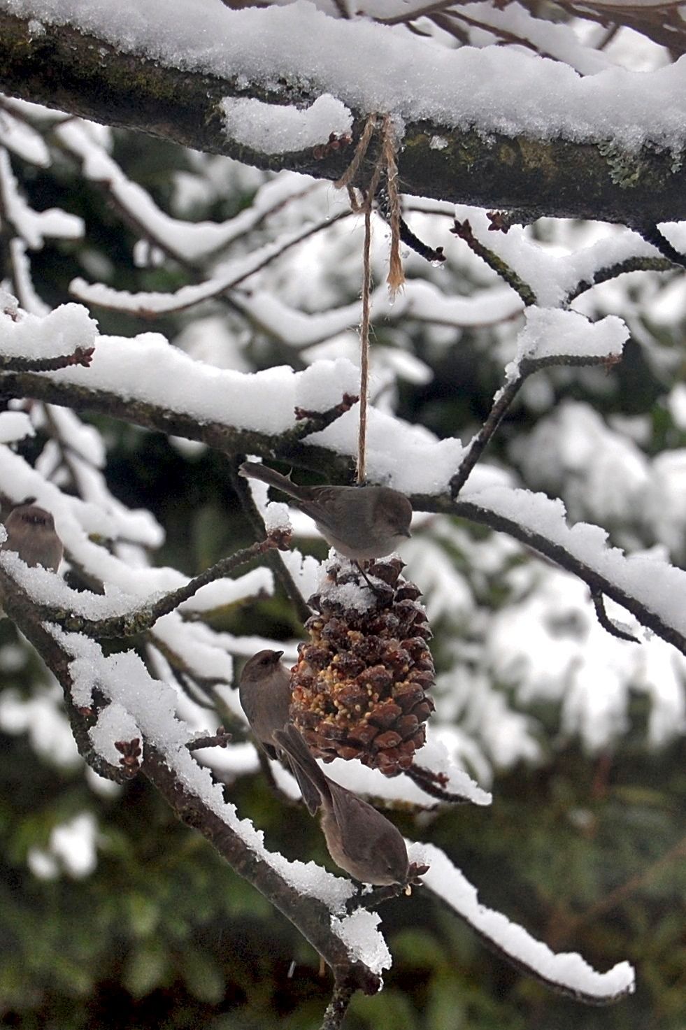 pine cone bird feeder by eagle.dawg on Flickr