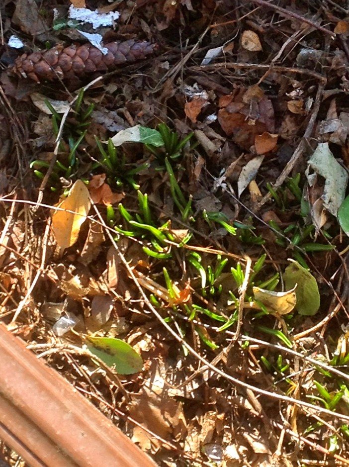 spring bulbs growing by donald loggins