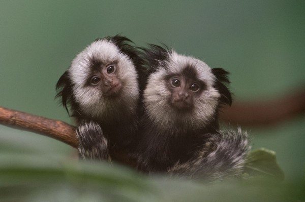 Marmoset Twins Steal The Show At Prospect Park Zoo This Winter