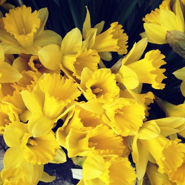 Daffodils for sale in winter