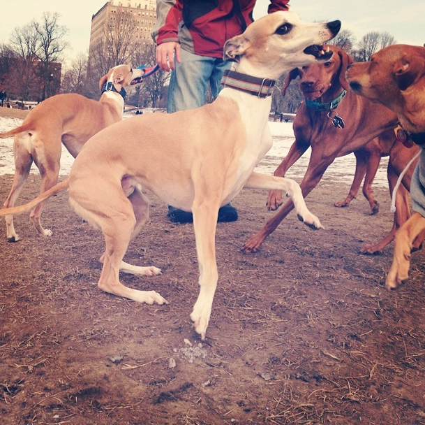 Whippet by thedogmatchmaker on Instagram