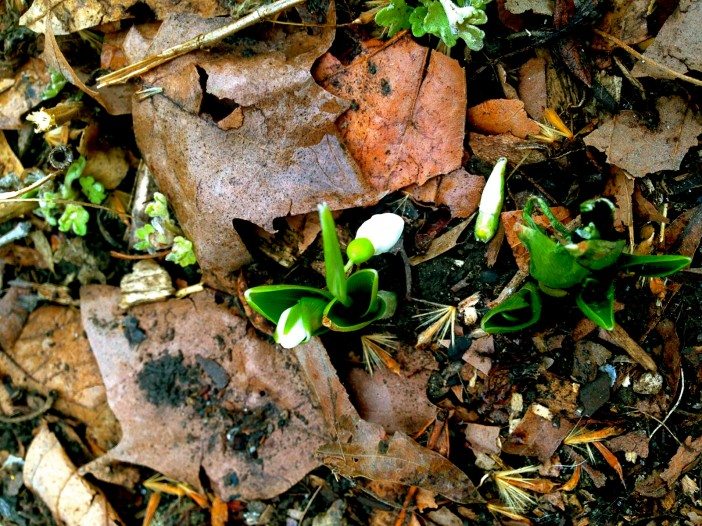 snowbell flower