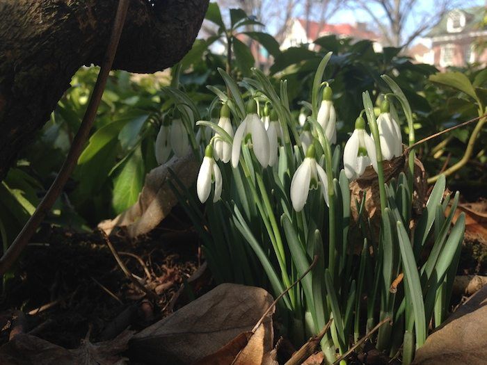 Snowdrops