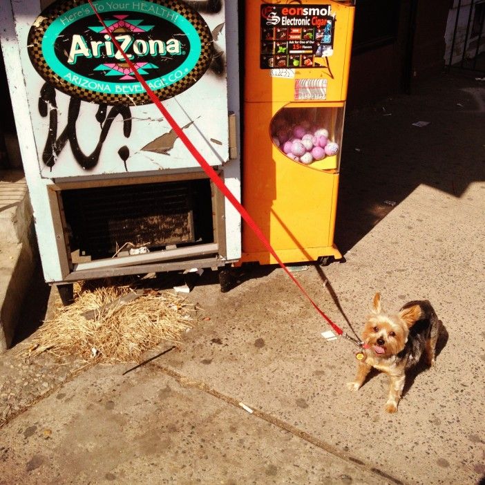 Small Dog on 4th Avenue