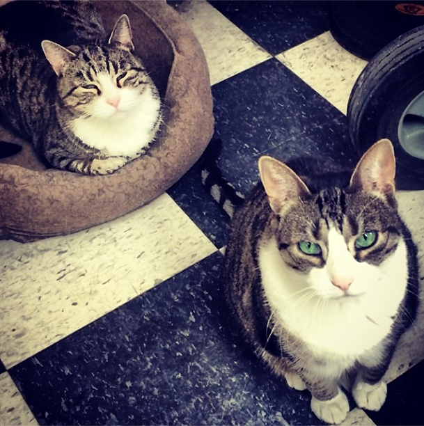 Copy Cats by cmizer88 on Instagram