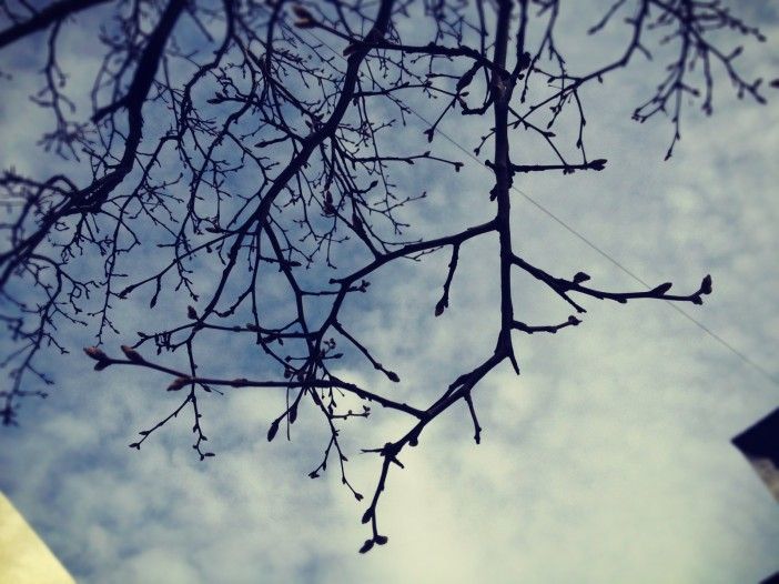 Spring Tree Buds