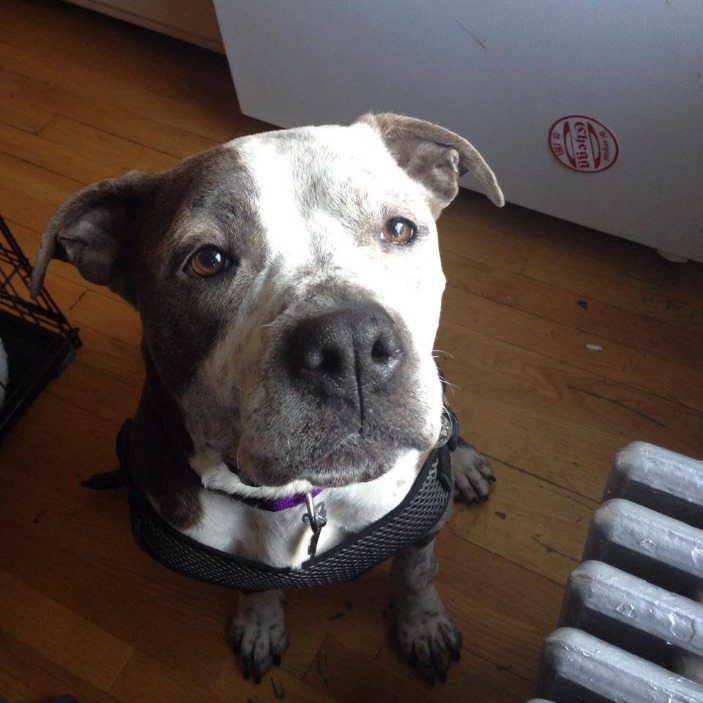 Tragic End To South Slope Dog’s Loving Rescue