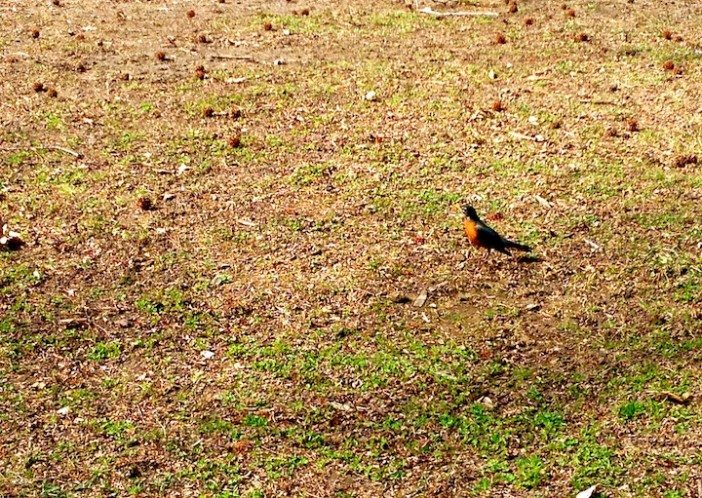 robin spring bird