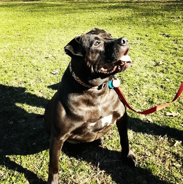 prospect park dog by jamesrmello