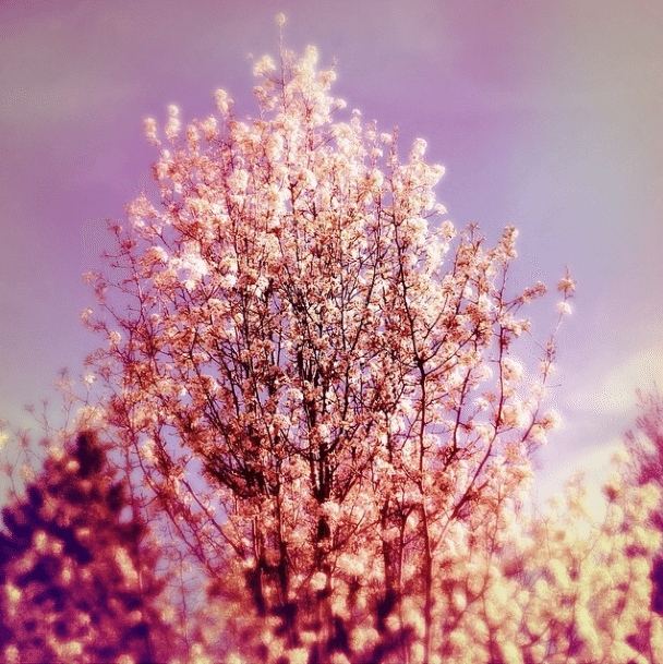 tree flowers by andrewbwhite