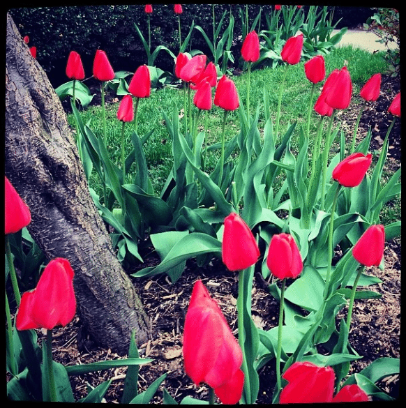 tulip flowers by kshanaberg