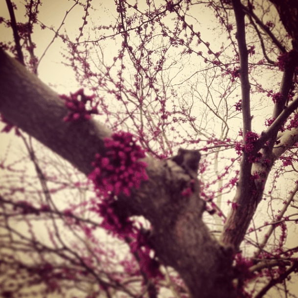 grey sky purple flowers by ditmasparkcorner