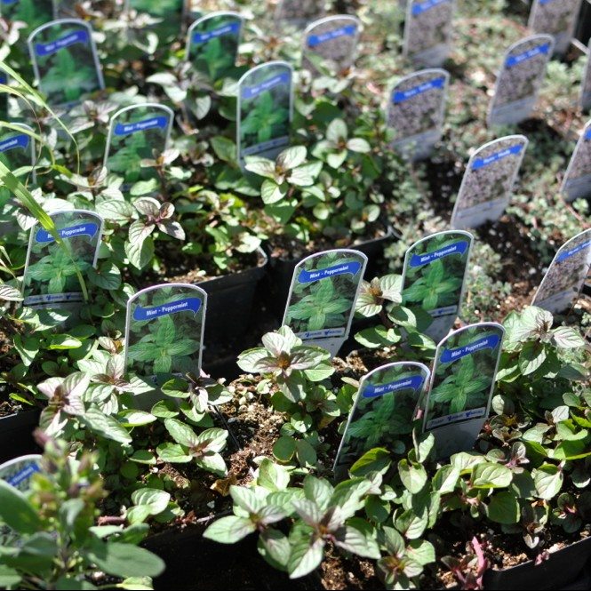 dpc_greenmarket_plants