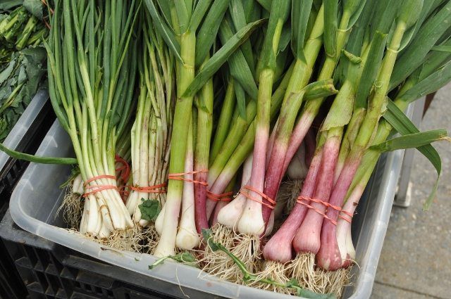 Spring Garlic at the Cortelyou Greenmarket