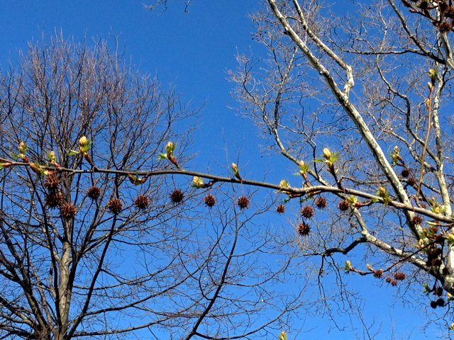 tree branches and seed pods by Nancy Beranbaum