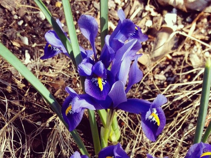 spring flowers on 9th Street