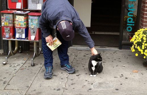 “I’m The Queen Of Park Slope” Declares Local Bodega Cat