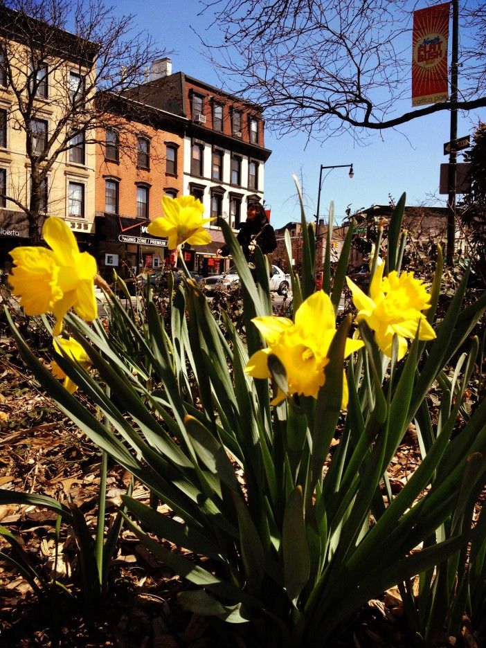 Daffodils on Flatbush Ave