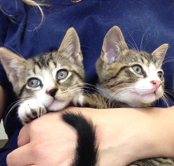 (crop) Adoptable Kittens via Park Slope Veterinary Center on FB