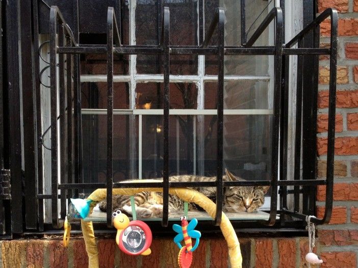 window grate cat