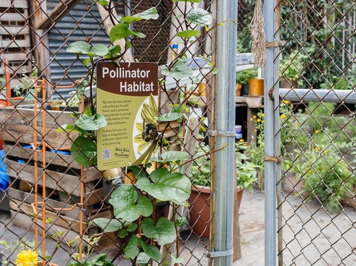 healing herb garden via sustainable flatbush