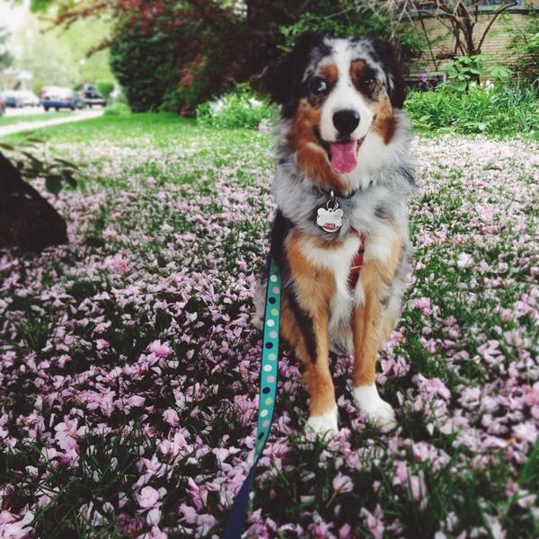 spring flower dog by arctic_alice