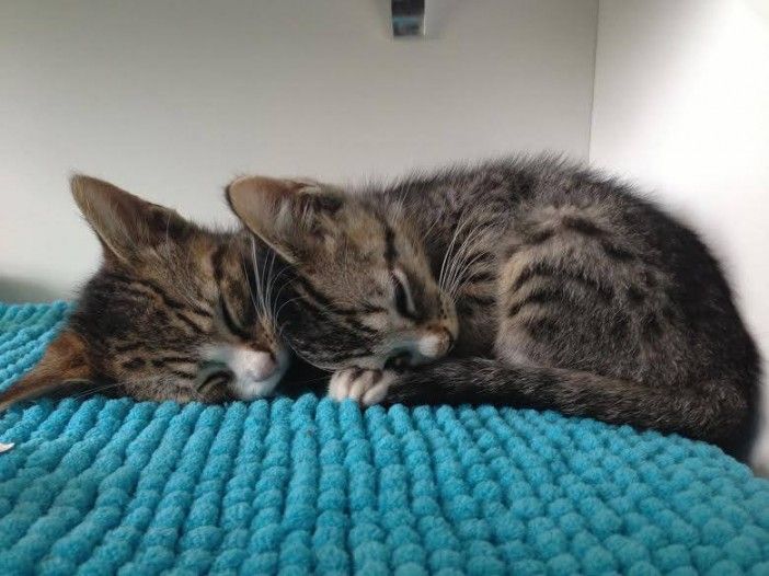 Kittens for adoption: Bono & Sting