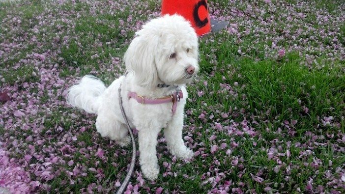 Daisy Amidst the Cherry Blossoms