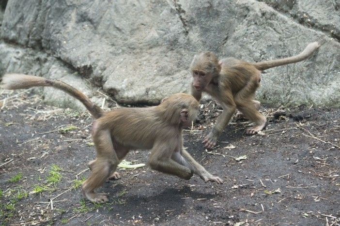 Hamadryas Baboon 