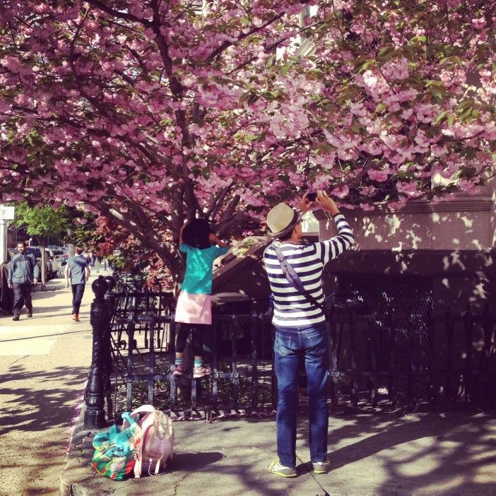 Cherry Tree Blossoms on 6th Avenue