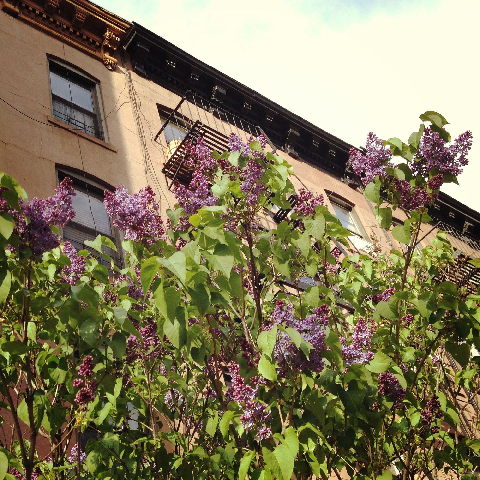 Photo Of The Day: Lilacs