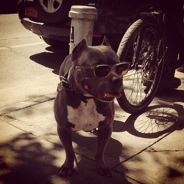  Dog in shades by theweeklynabe on Instagram