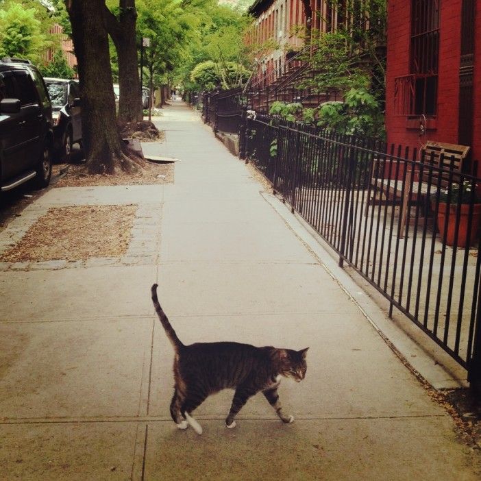 Sidewalk Cat