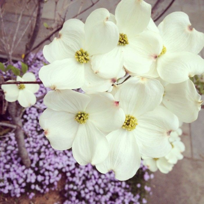 Dogwood Blooms on 6th Avenue