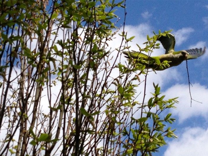 Green-Wood Parrot