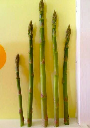 asparagus by spanky tomato