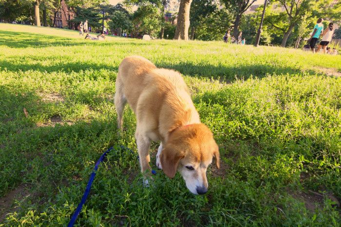 Fort Greene Pup