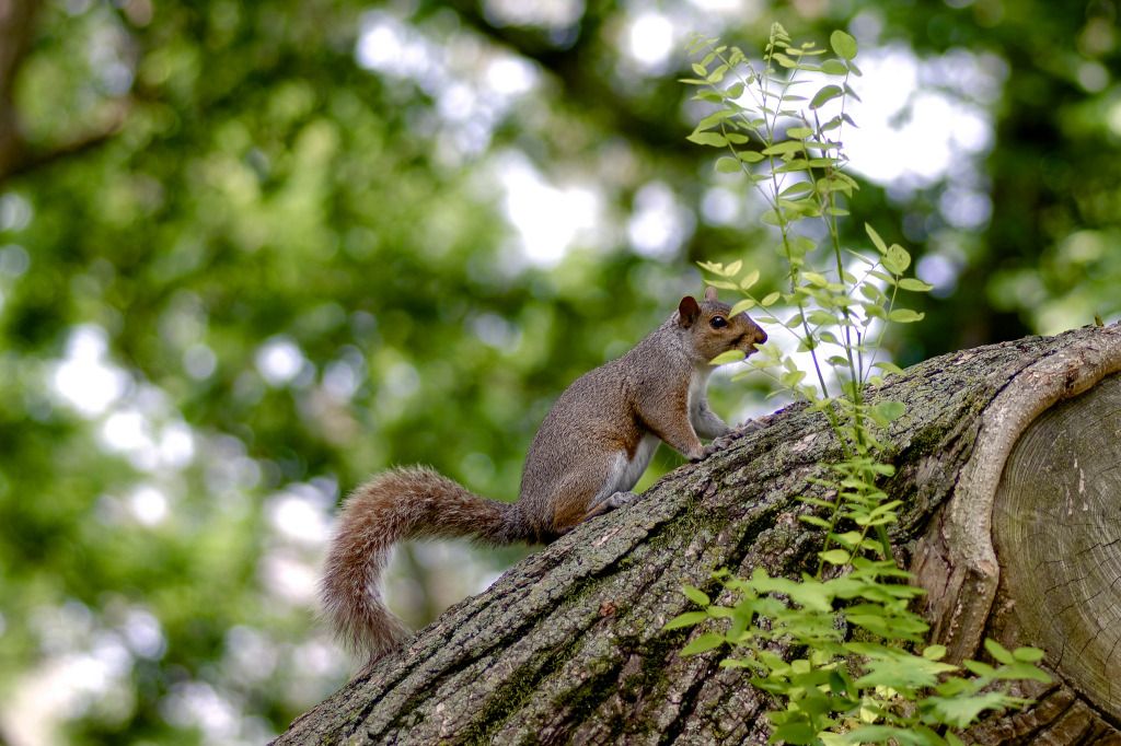 Local wildlife has taken advantage of the warming temperatures by staying active late into the evening. (Photo by  Francisco Daum) 